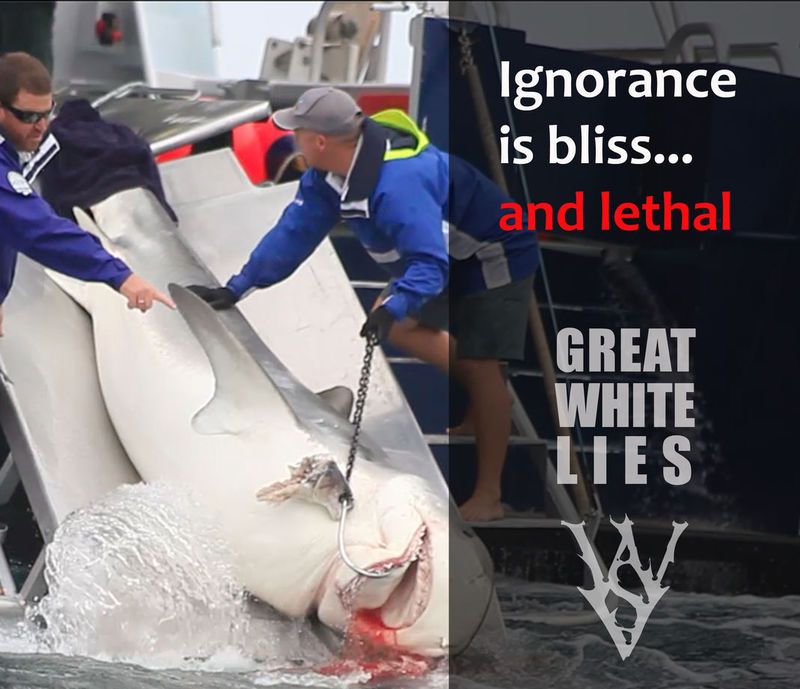 "Great White Lies" feature by White Shark Video (2015)
