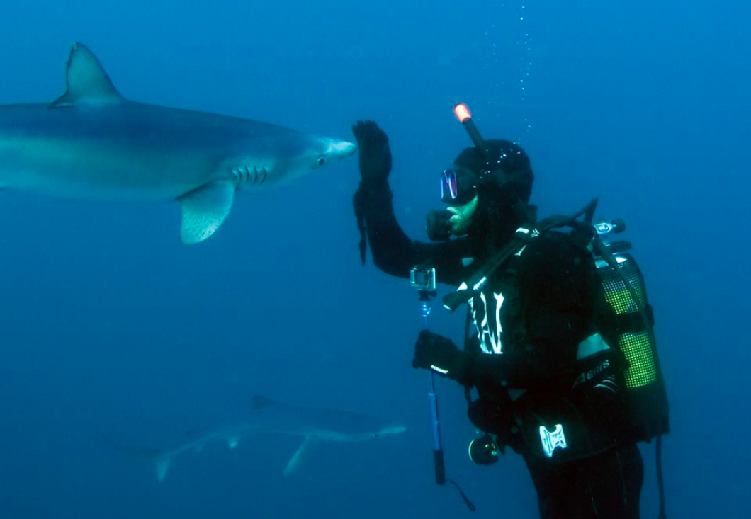Photo of person under water in scuba suit with hand raised to greet a curious shark.